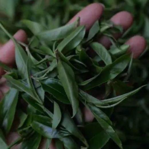 皇家贡茶！细叶皇后！以雅见长！——2022年困鹿山古树头春挑采200g 商品图1
