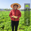 生态土豆（河南） | 合作生产*Eco-potato | Coproduction 商品缩略图2