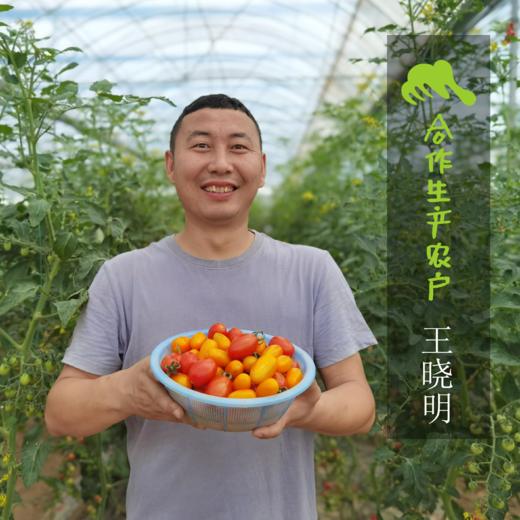 有机圣女果 | 合作生产* Organic Cherry Tomatoes ｜Coproducted 商品图1