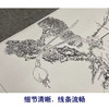 张大千竖幅工笔花鸟白描底稿-《花开纳福》-多种白描尺寸可选-QD32 商品缩略图4