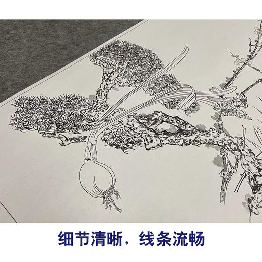张大千竖幅工笔花鸟白描底稿-《花开纳福》-多种白描尺寸可选-QD32 商品图4