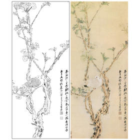 张大千竖幅工笔花鸟白描底稿-《幽禽图》-多种白描尺寸可选-QD38