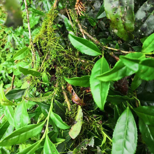 正岩铁罗汉 武夷岩茶金条礼盒装 商品图6