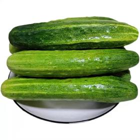 谷宝黄瓜500g/袋