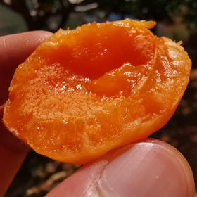 大凉山  高山蜜杏【有手感再吃，吃软不吃硬】