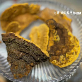 野生桑树桑黄｜纯野生 来自西藏墨脱 （切块备注）