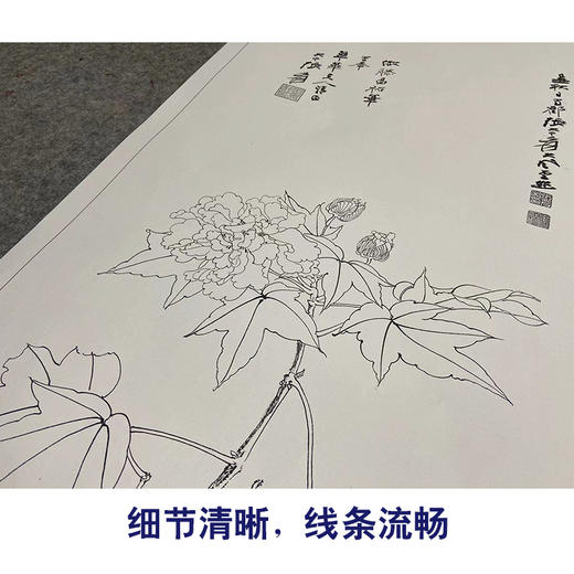 张大千-竖幅工笔花鸟白描底稿-QD26 商品图4