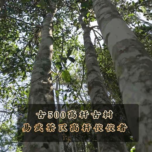 2022春茶古500蟒蛇箐易武古树茶普洱茶生茶七子饼357克茶叶 商品图1