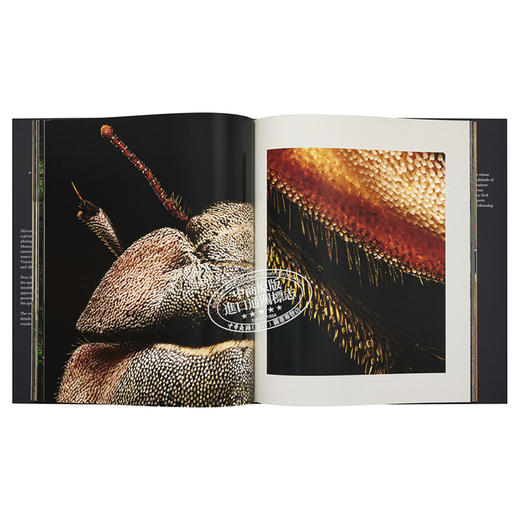 【中商原版】Microsculpture:Portraits of Insects 英文原版 微雕：昆虫的肖像 商品图7