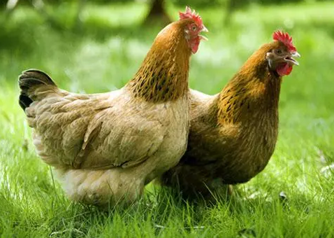 603农场谷养200天文昌鸡1只，毛重约3.6斤，默认宰杀。