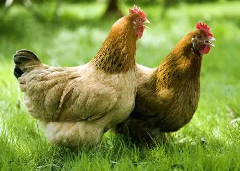 603农场谷养200天文昌鸡1只，毛重约3.6斤，默认宰杀。 商品图0