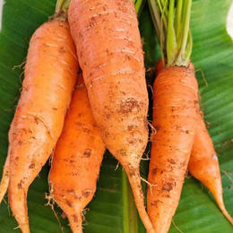 海南澄迈有机胡萝卜|坚持人工除草 富含维生素 新鲜采摘
