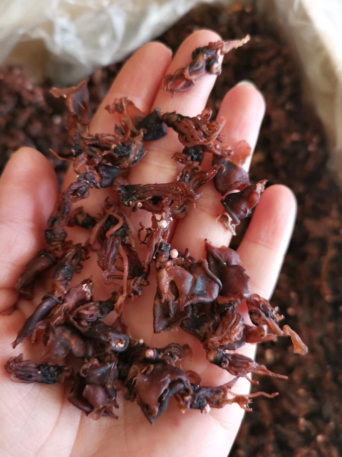 笔管海兔干  特别干  烹饪菜品需要泡发十几分钟  可以搭配任何蔬菜 特别提味 全国包邮（偏远地区除外）