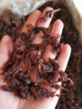 笔管海兔干  特别干  烹饪菜品需要泡发十几分钟  可以搭配任何蔬菜 特别提味 全国包邮（偏远地区除外）