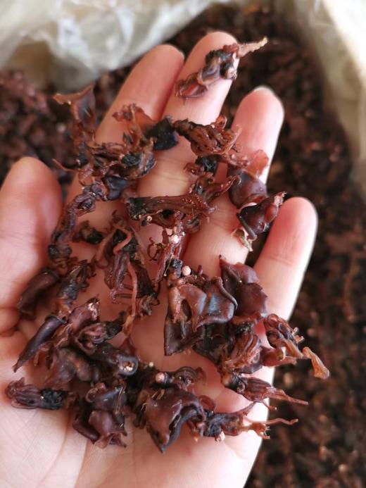 笔管海兔干  特别干  烹饪菜品需要泡发十几分钟  可以搭配任何蔬菜 特别提味 全国包邮（偏远地区除外） 商品图0