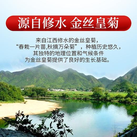 庄民 金丝皇菊 大朵 黄菊花 茶叶花草茶 一朵一杯（23-26朵）12g/罐 商品图5