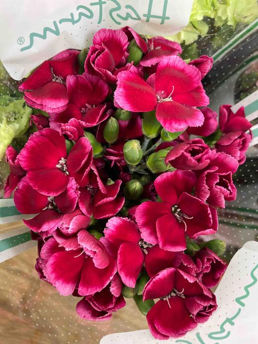 【葛优】波萝蜜，蝴蝶康，紫红色，20支/扎 商品图2