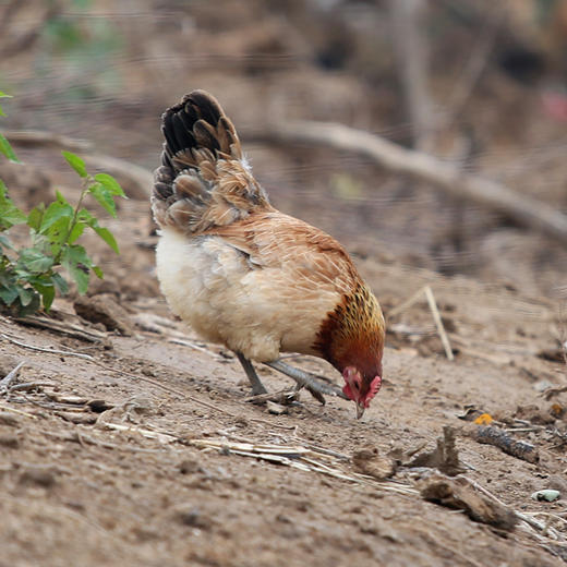 【谷宝农匠】生态散养365天以上土鸡  1.8斤以上 商品图4