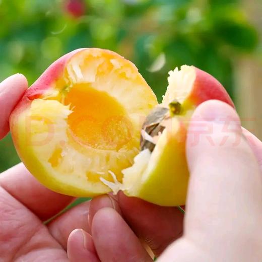 陕西大荔新鲜胭脂红杏 水果贵妃杏4斤装 商品图3