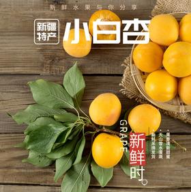 新疆轮胎小白杏