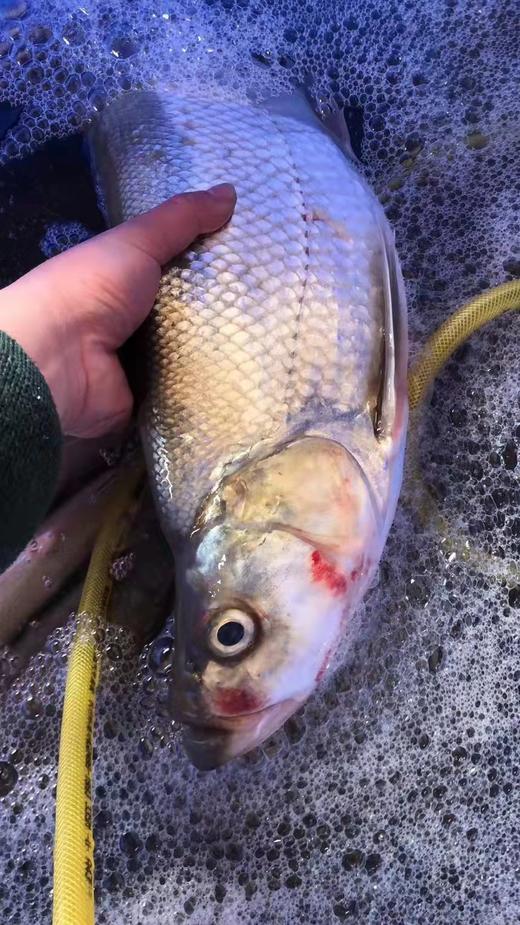 千岛湖特产 淳牌有机鱼 顺丰锁鲜配送 7-20斤/条 hz 商品图1