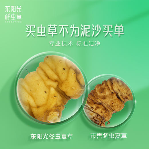 东阳光鲜虫草 新鲜冬虫夏草100支 礼盒装 0.4~0.6g/支 天赐的声音同款鲜虫草 商品图4