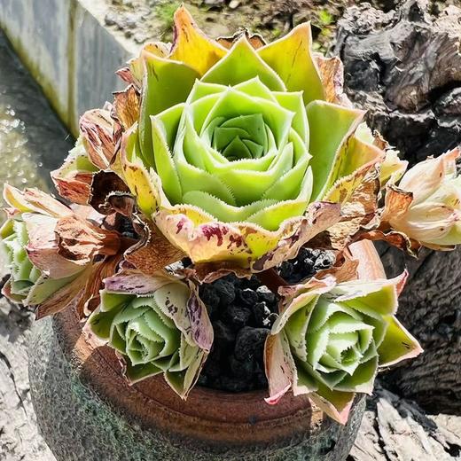 【520】松阳山地玫瑰，送给喜爱植物的你 商品图2