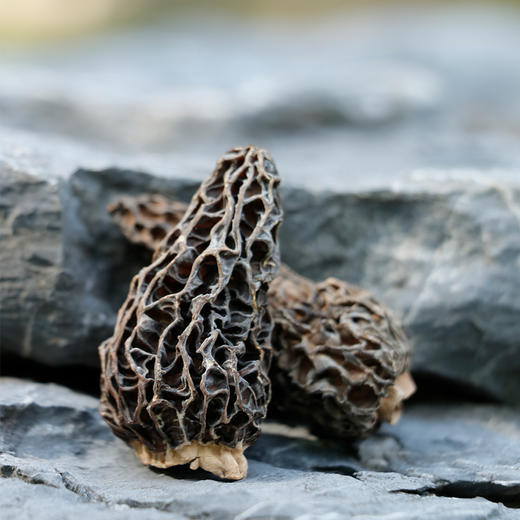 北纬纯净食品|38°黑松露羊肚菌礼盒 高端送礼礼盒 商品图3