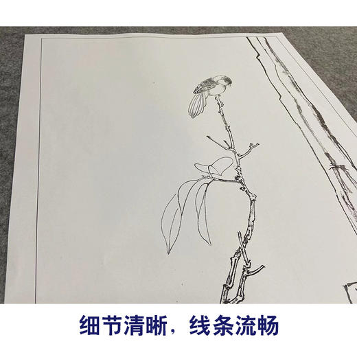 张大千竖幅工笔花鸟白描底稿-红叶小鸟-QD30 商品图4