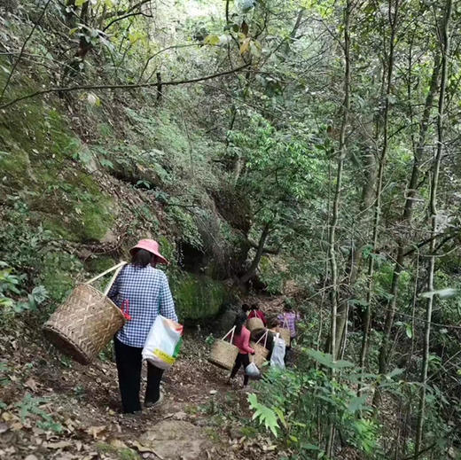 正岩老枞水仙 武夷岩茶金条礼盒装 商品图5