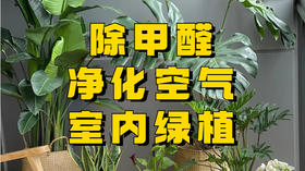 除甲醛净化空气的室内绿植推荐！