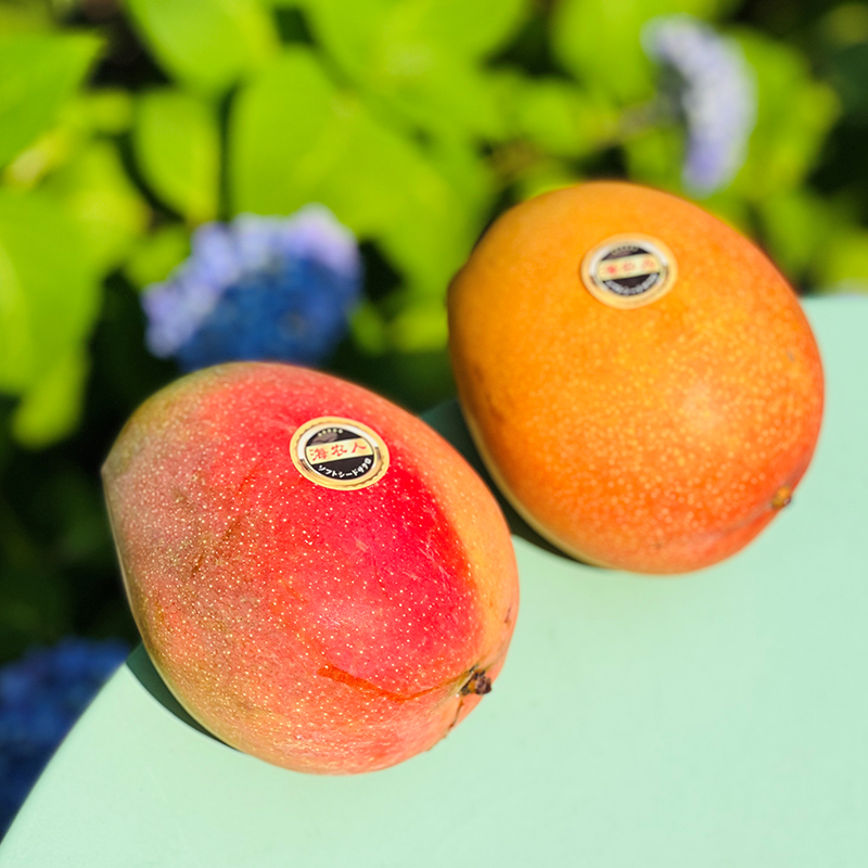 匠心极国产太阳芒金黄红艳老大只浑圆沉甸甸全熟果子香气四溢肉厚纯蜜