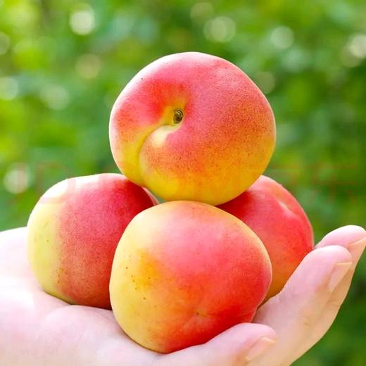 陕西大荔新鲜胭脂红杏 水果贵妃杏4斤装 商品图5