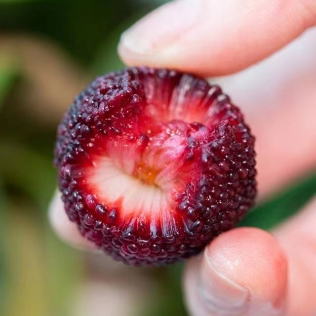 【云南水果套餐】荸荠杨梅 、夏黑葡萄、阳光玫瑰云南产地直发，单品混拼40份起送