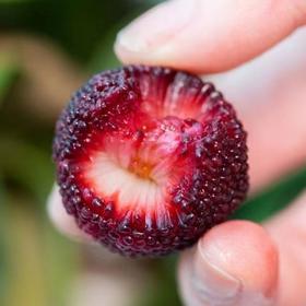 【云南水果套餐】荸荠杨梅 、夏黑葡萄、阳光玫瑰云南产地直发，单品混拼40份起送