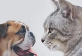 当宠物患上糖尿病