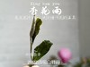 茶友们喜欢的2022清明白牡丹来了，柔美甜馥，清香清长，回甘香浓（90克） 商品缩略图4