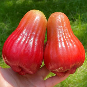 海南空运南鹿一号莲雾  | 高级水果，果子饱满圆润，硕大喜人，肉质酥脆嫩，水灵灵的还有嚼劲，重点是超甜，目前为止 最甜的莲雾，太让人兴奋了！