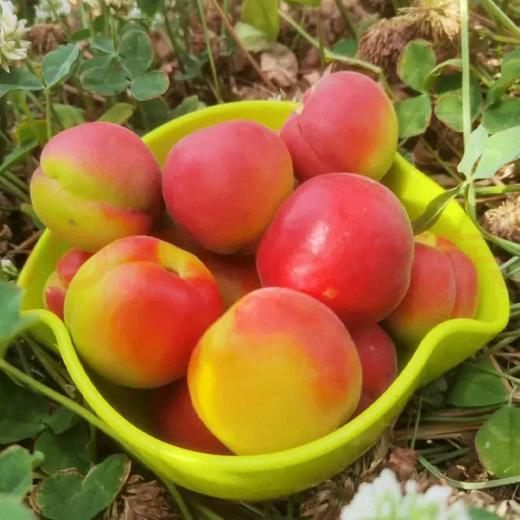 陕西大荔新鲜胭脂红杏水果贵妃杏4斤装