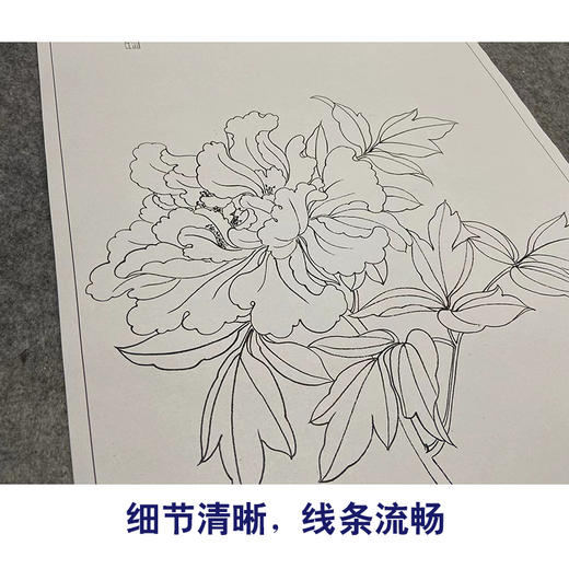 张大千竖幅工笔花鸟白描底稿-《花王图》-多种白描尺寸可选-QD28 商品图4