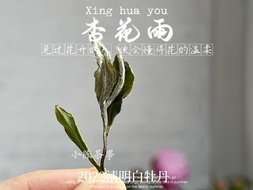 茶友们喜欢的2022清明白牡丹来了，柔美甜馥，清香清长，回甘香浓（90克） 商品图5