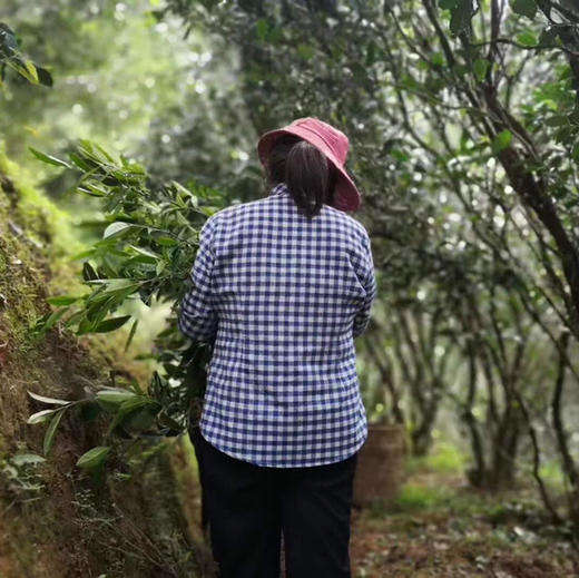 正岩老枞水仙 武夷岩茶金条礼盒装 商品图7