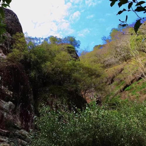 碧石岩水仙 商品图7