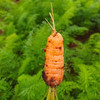 海南澄迈有机胡萝卜|坚持人工除草 富含维生素 新鲜采摘 商品缩略图1