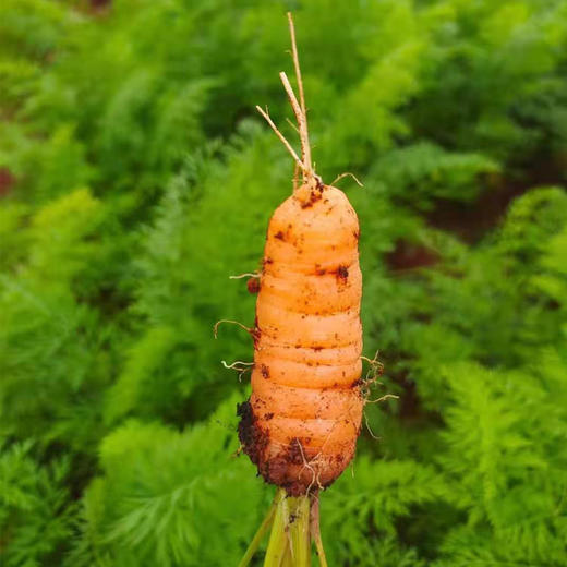 海南澄迈有机胡萝卜|坚持人工除草 富含维生素 新鲜采摘 商品图1