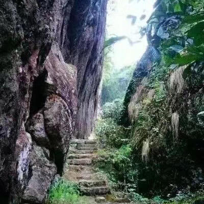 碧石岩水仙 商品图2