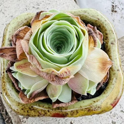 【520】松阳山地玫瑰，送给喜爱植物的你 商品图3