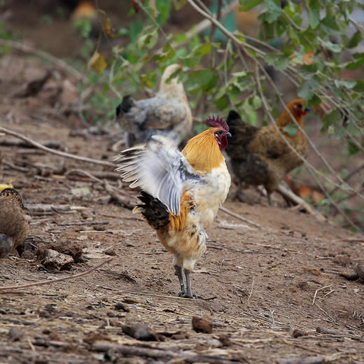 【谷宝农匠】生态散养365天以上土鸡  1.8斤以上 商品图2