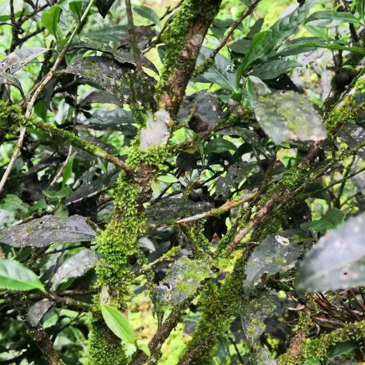 正岩铁罗汉 武夷岩茶金条礼盒装 商品图5