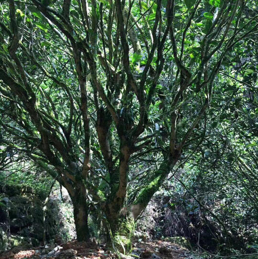 碧石岩水仙 商品图6